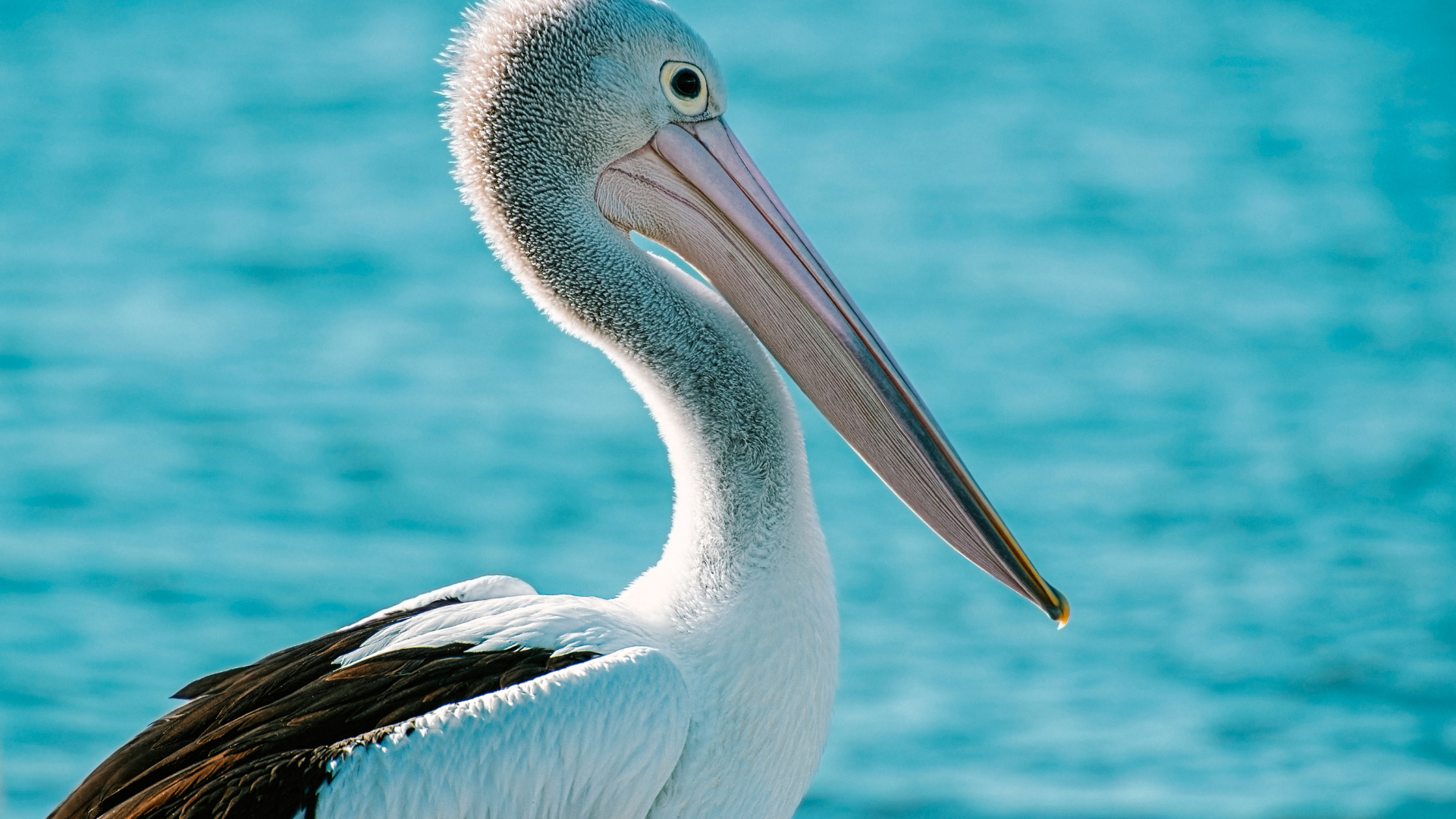 Australian Pelican Facts
