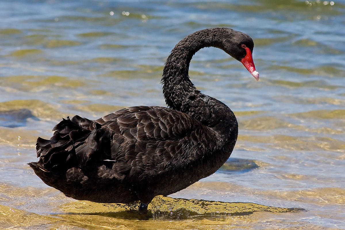 The Black Swan