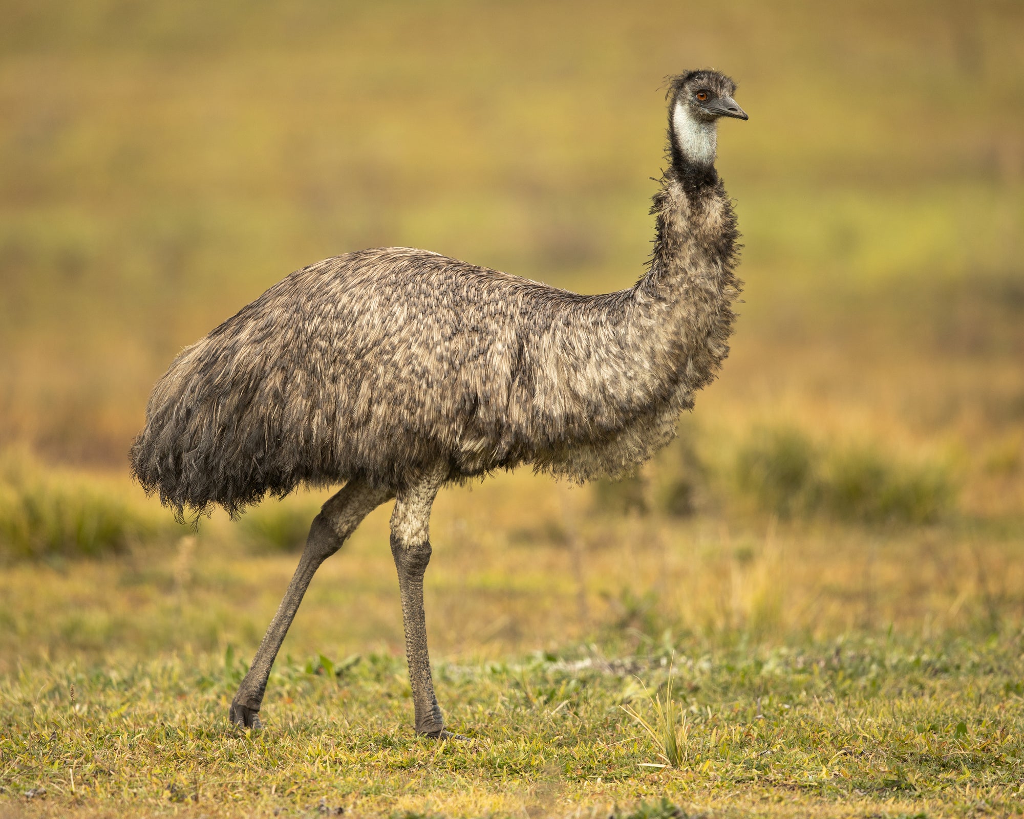 The Emu