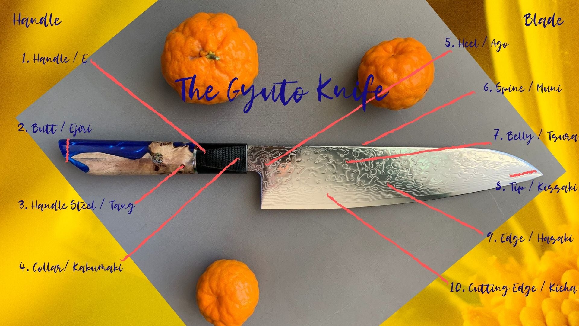 Gyuto Knife - Anatomy– Knives