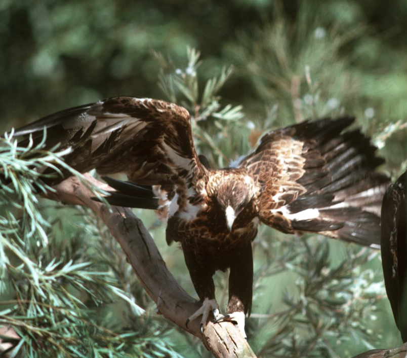 Wedge-tailed Eagle | Australia's Majestic Sky Monarch – Koi Knives