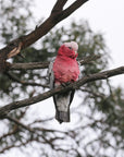 "Garry" | The Galah EDC Pocket Knife