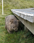 Will the Wombat | The BBQ Cleaver