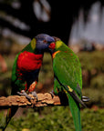 "Lily" | The Lorikeet