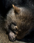 Will the Wombat | The BBQ Cleaver