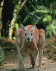 Kevin the Big Red Kangaroo | The BBQ Chef's Knife