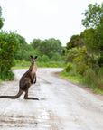 Kevin the Big Red Kangaroo | The BBQ Chef's Knife