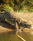 Chris the Croc | The Serrated Bread Knife