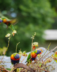 "Lily" | The Lorikeet