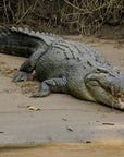 Chris the Croc | The Serrated Bread Knife