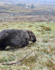 Will the Wombat | The BBQ Cleaver