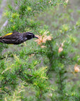 "Harry" | The Honey Eater AKA "Gentlemen's Knife"