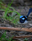 "Bella" | The Blue Wren EDC Pocket Knife
