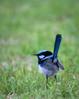 "Bella" | The Blue Wren EDC Pocket Knife