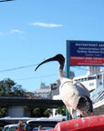The Australian White IBIS | AKA "Bin Chicken"