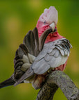 "Garry" | The Galah EDC Pocket Knife