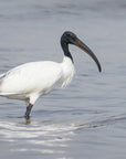 The Australian White IBIS | AKA "Bin Chicken"