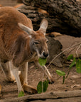 Kevin the Big Red Kangaroo | The BBQ Chef's Knife