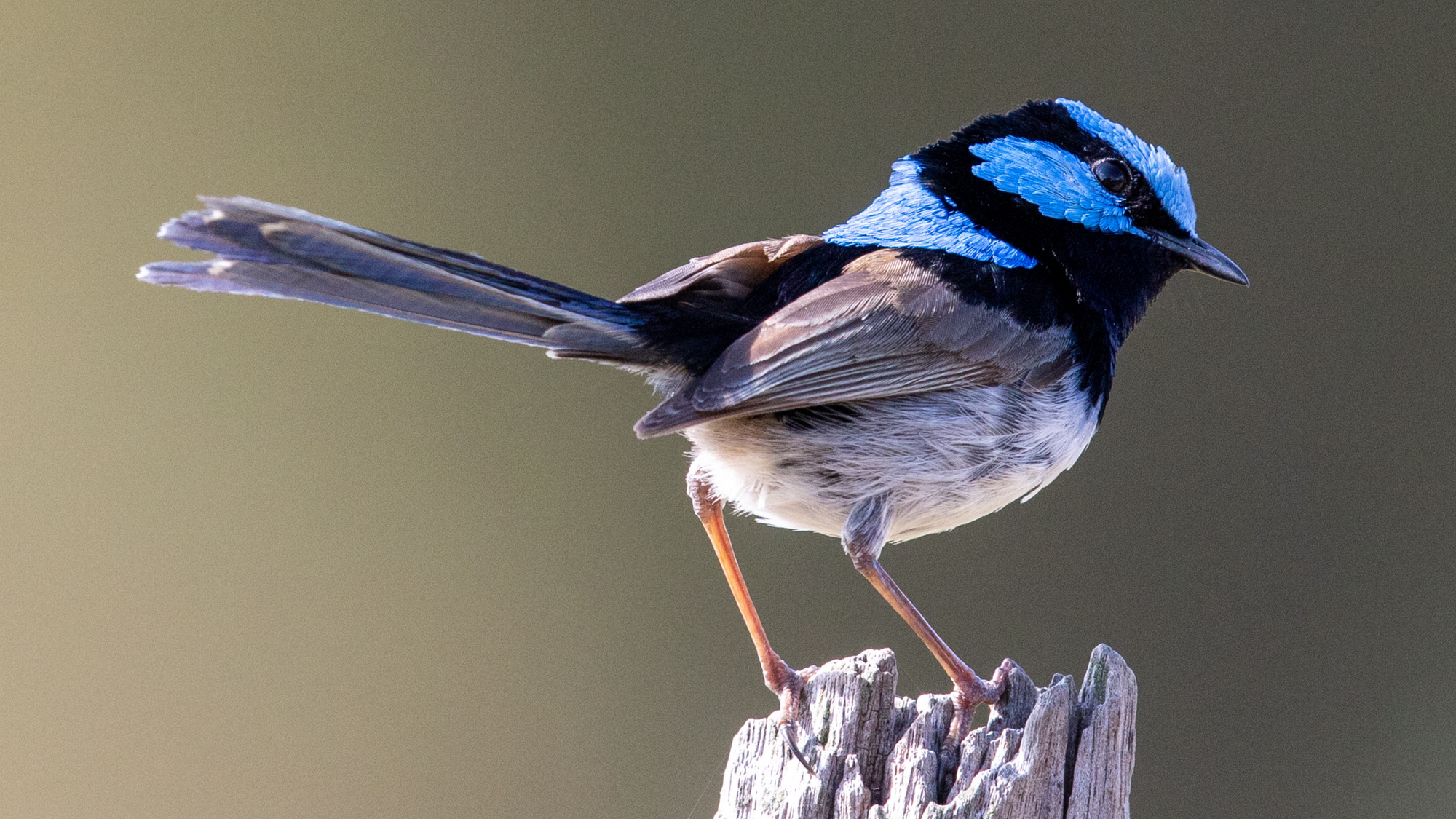 The Superb Fairy Wren