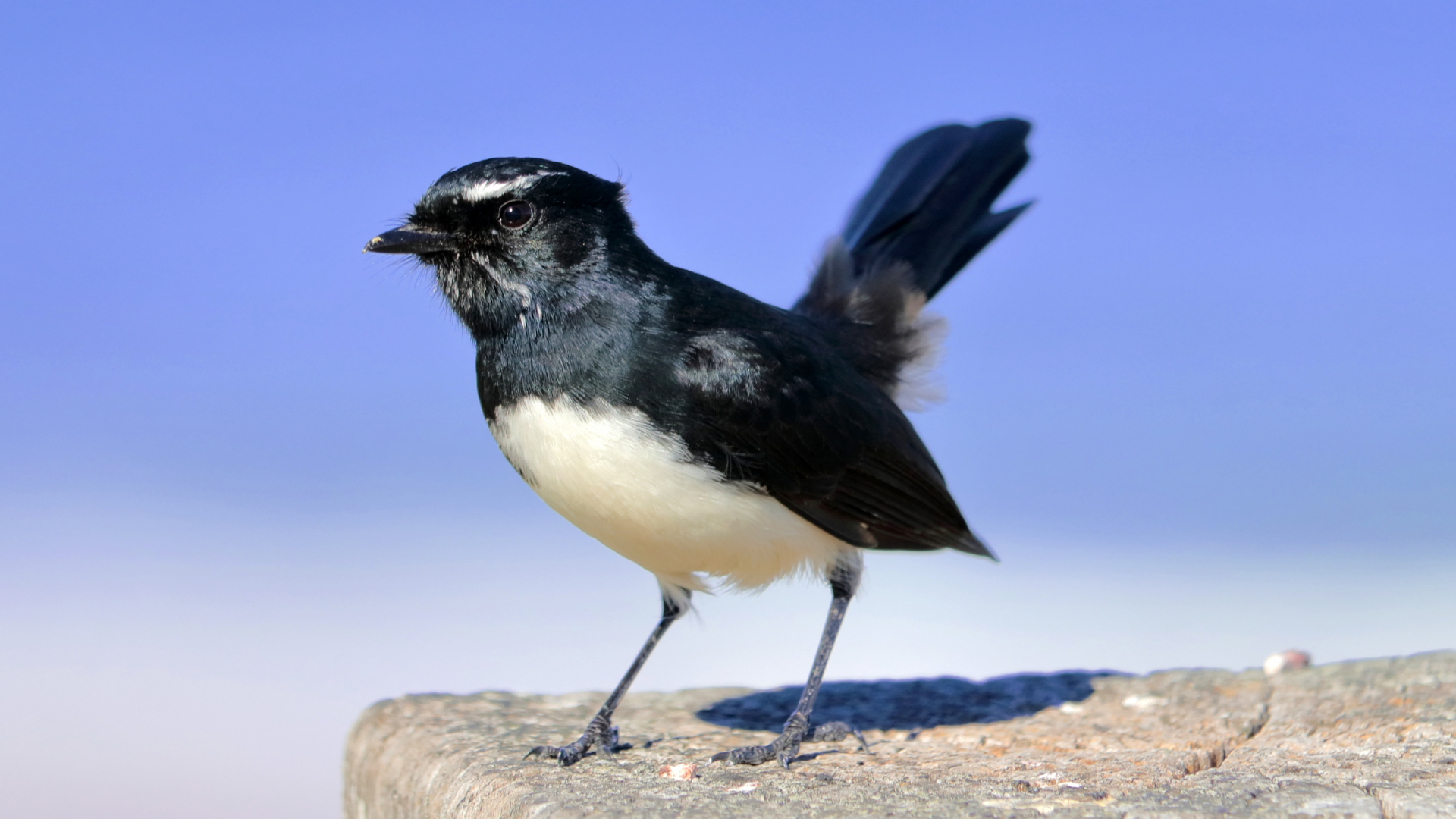 The Willy Wag Tail