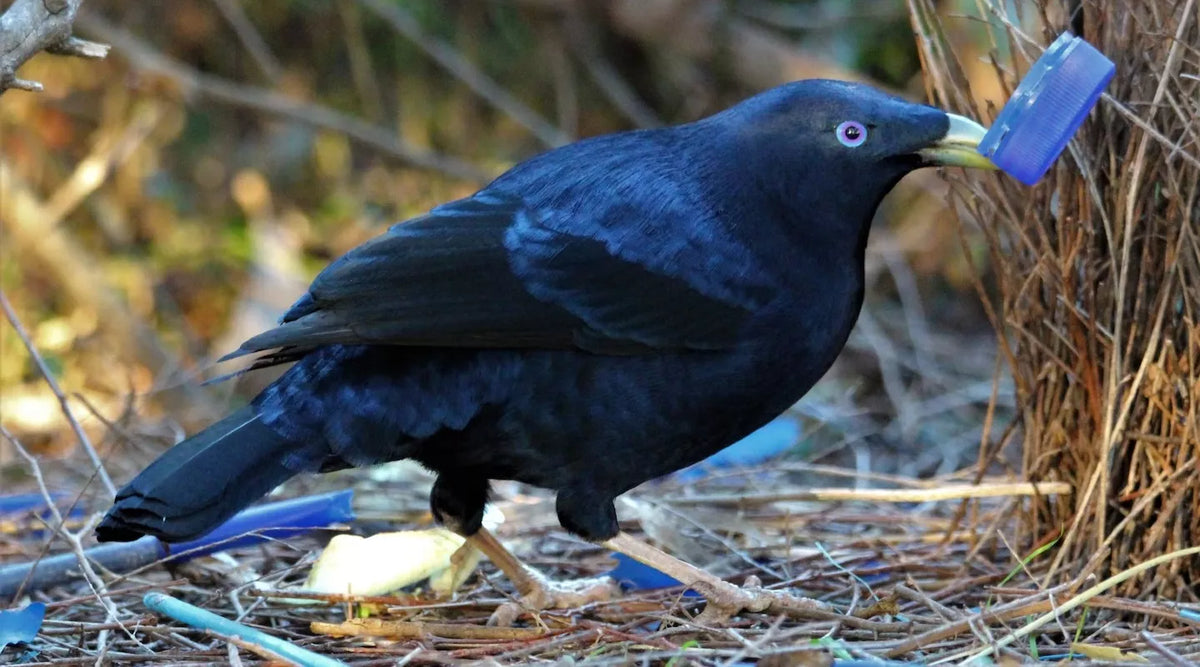 Bob — The Bowerbird Male Knife