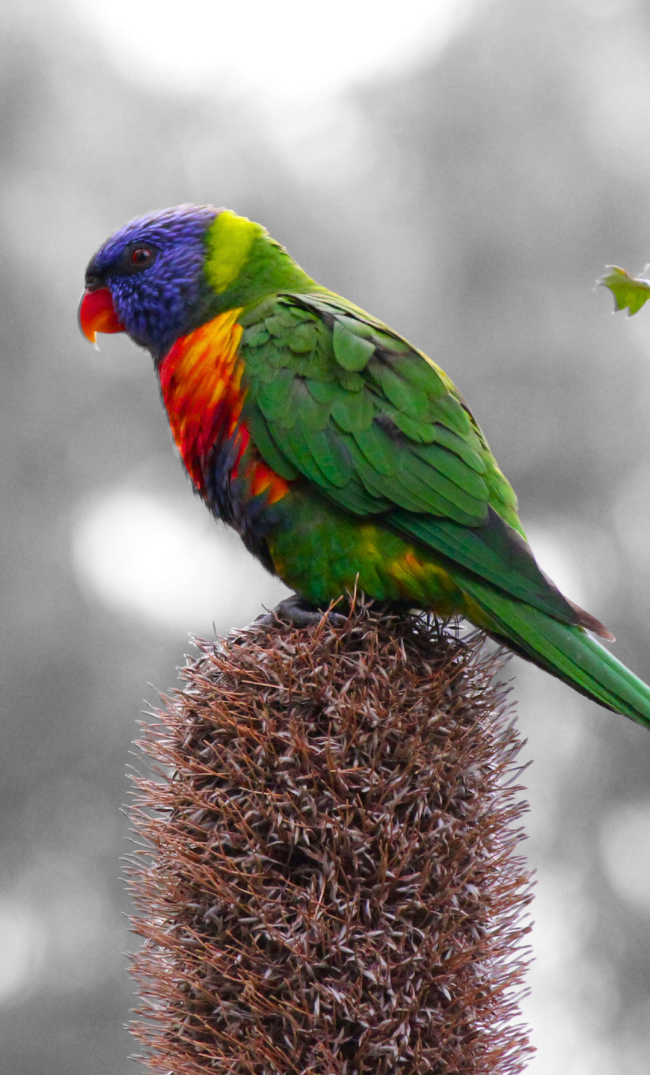 Rainbow lorikeet, inspiration for Lily the Rainbow Lorikeet pocket knife