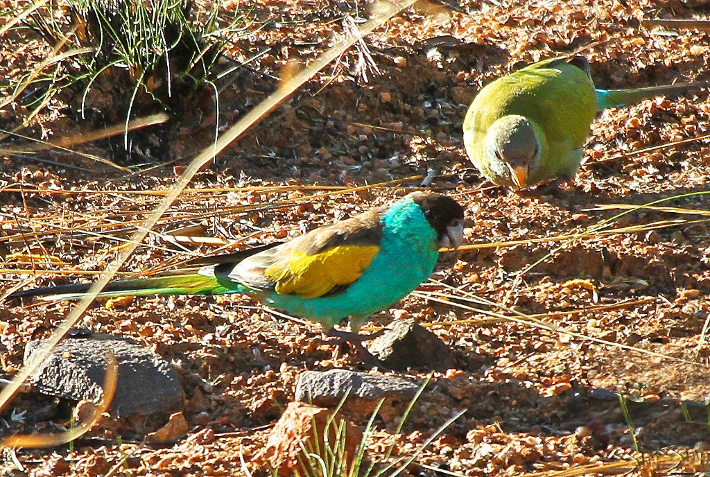 Hooded Parrot