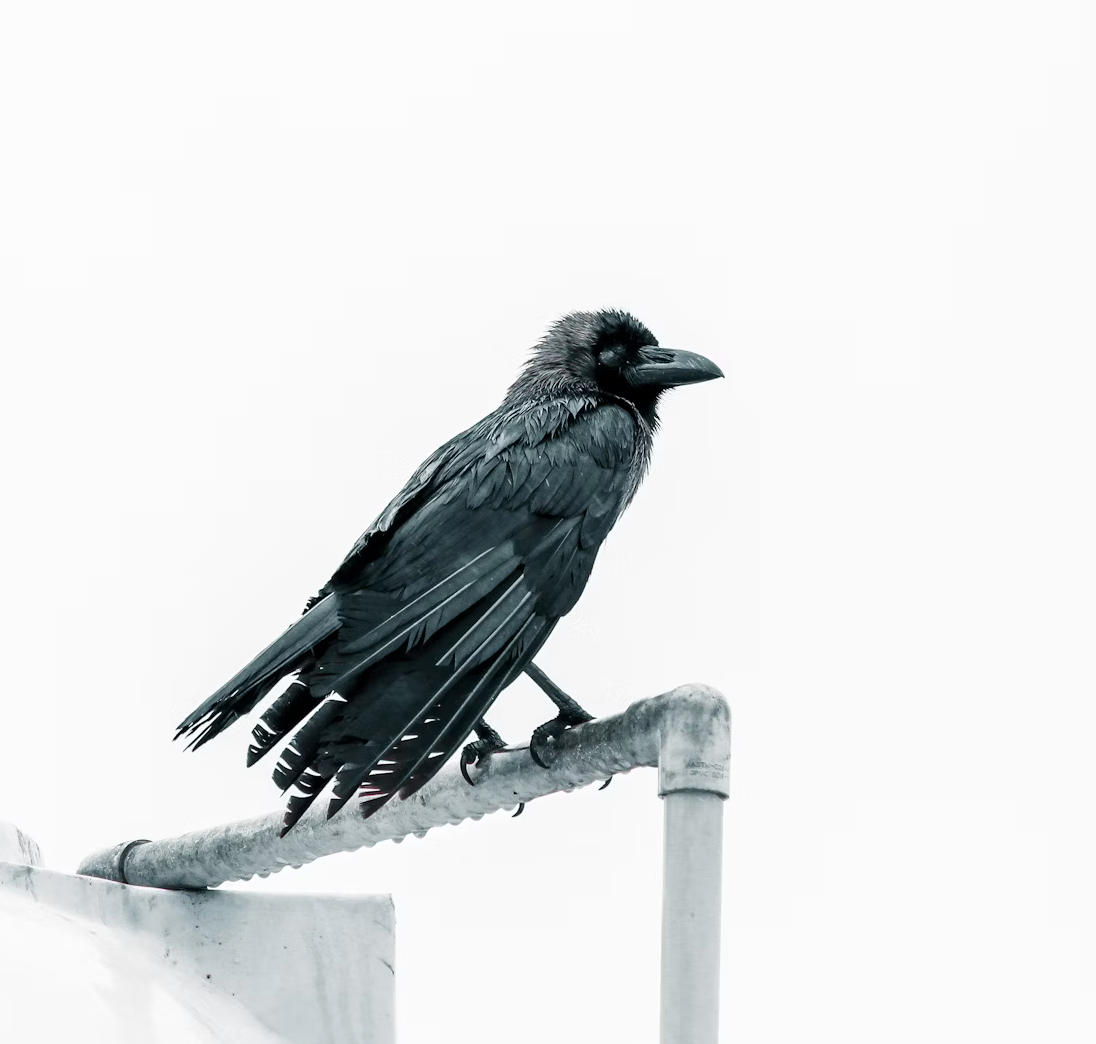 The Australian Raven: An Intelligent Urban Dweller