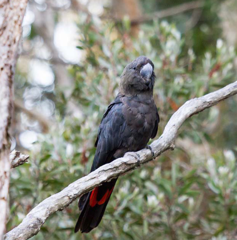 The Glossy Black-Cockatoo: Australia's Rarest and Most Specialized Cockatoo