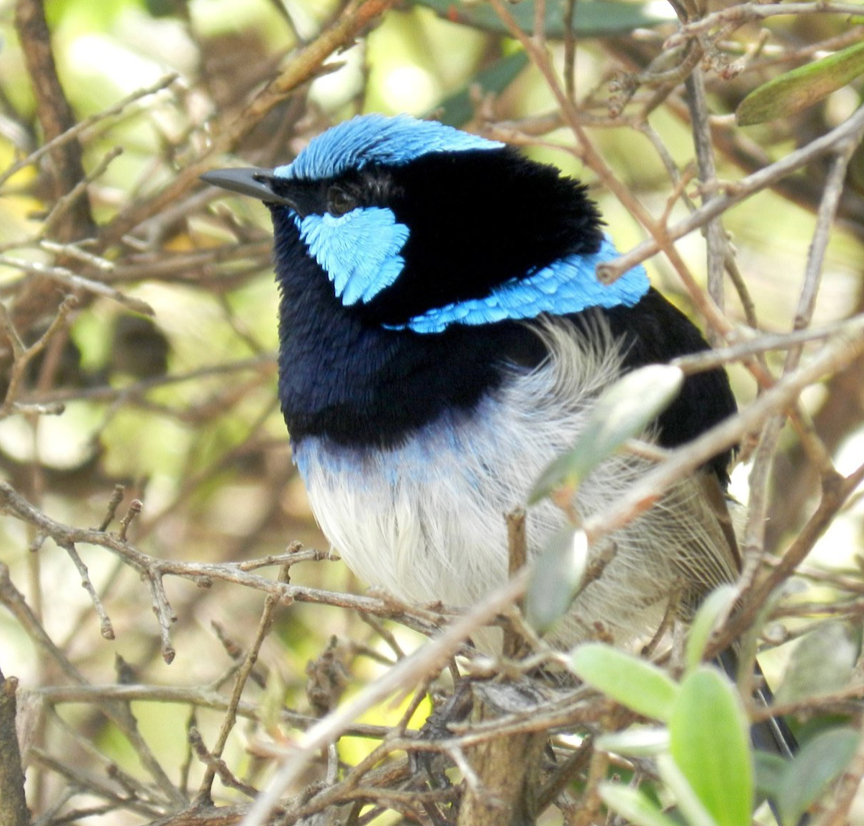 Blue Wren | The Superb Fairy-wren (Blue Wren): Australia's Most Charming and Promiscuous Bird