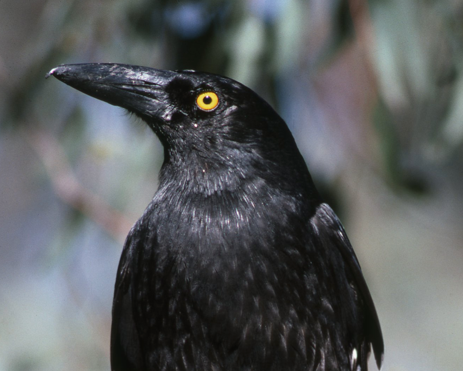 The Pied Currawong: Australia's Intelligent and Controversial Black Bird