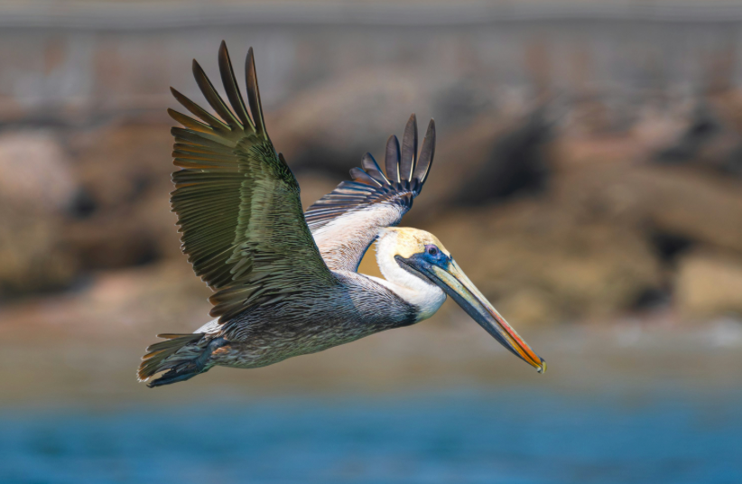 The Australian Pelican: A Remarkable Waterbird of the Southern Hemisphere
