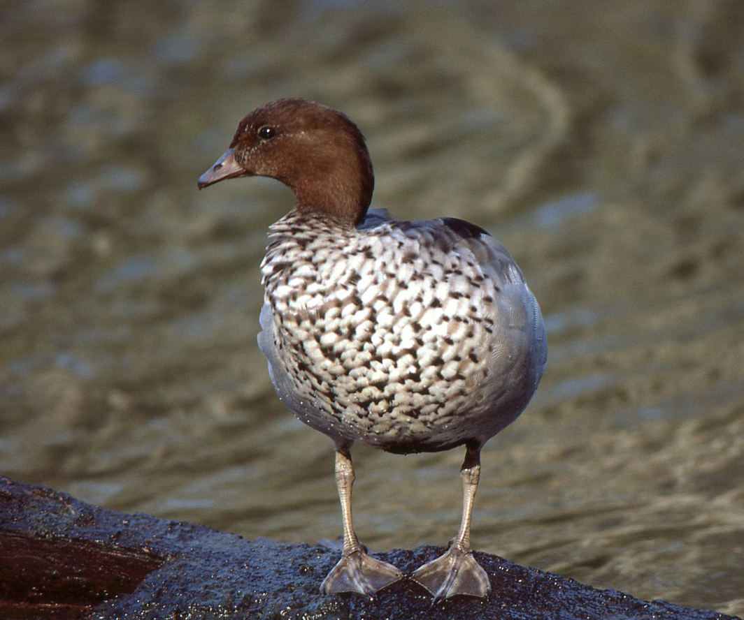Wood Duck | A Complete Guide