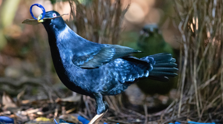 Bowerbird | The Remarkable Bowerbird: Nature's Master Architects