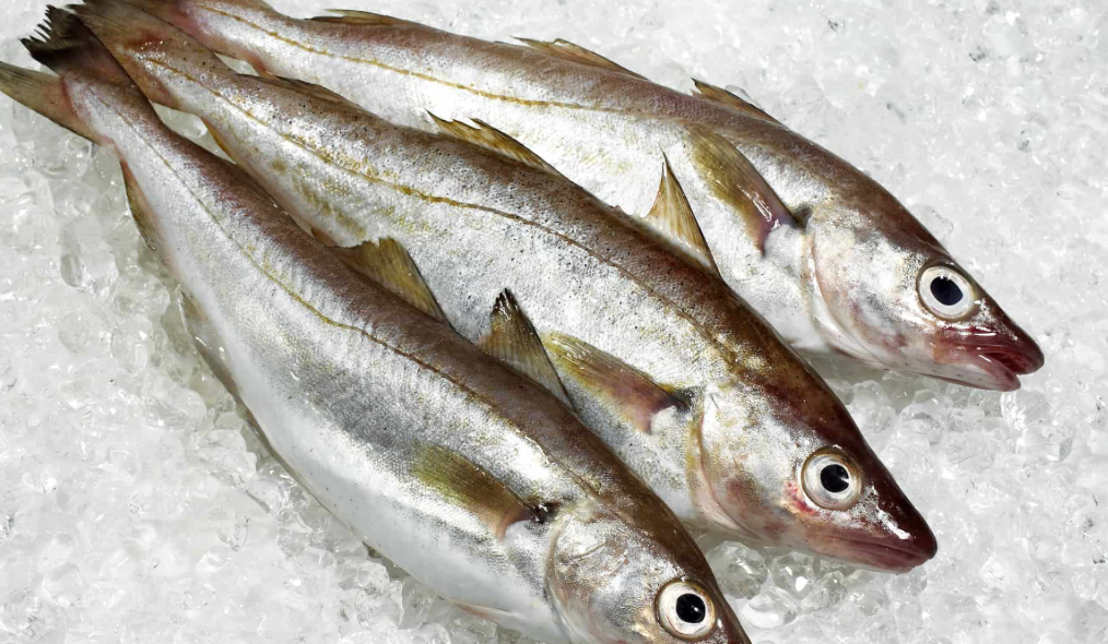 The King George Whiting