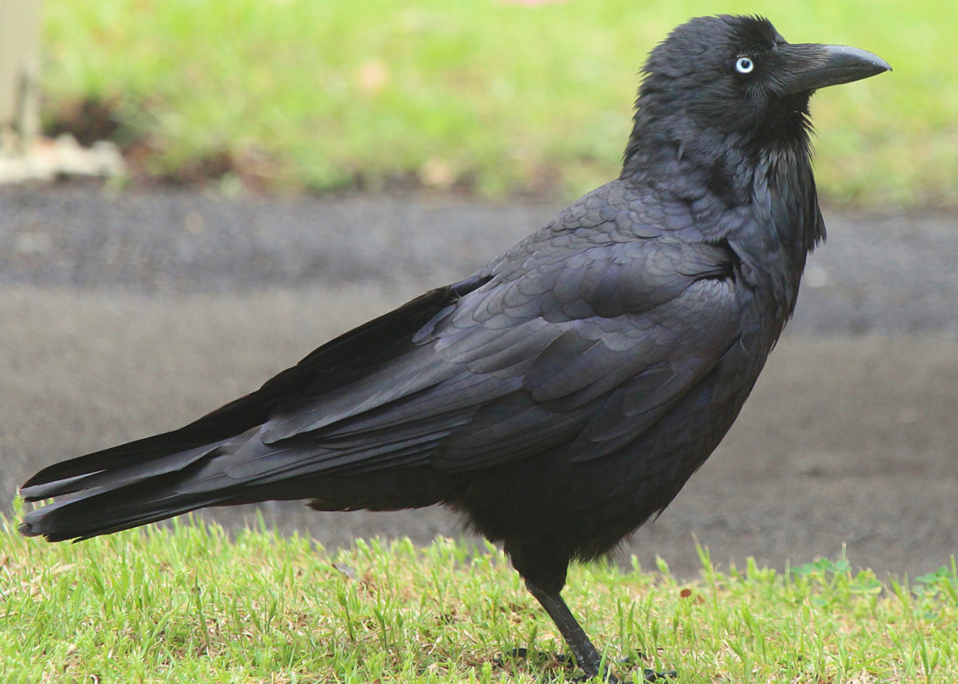 The Australian Raven: Australia's Intelligent Black Bird