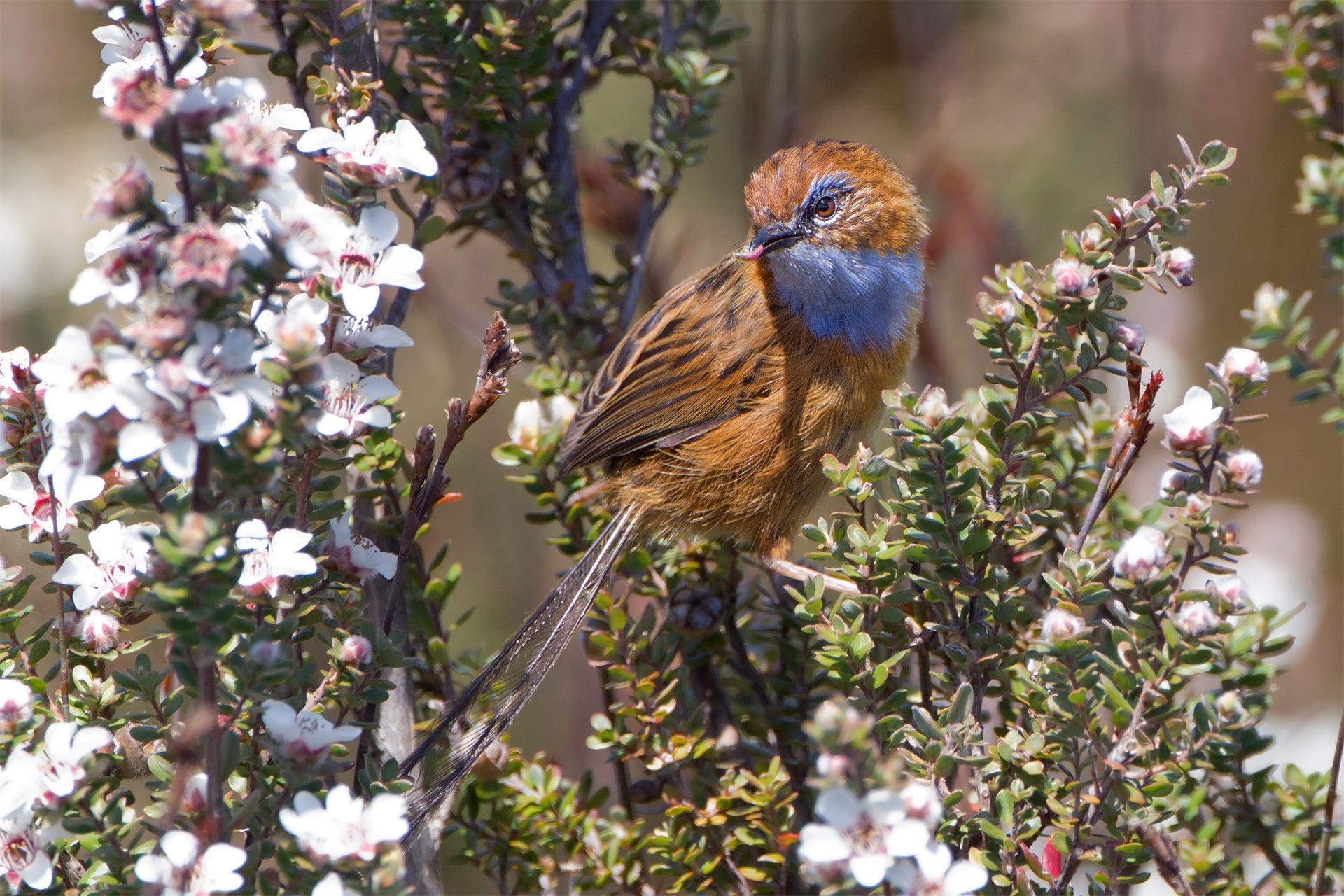 The Southern Emu-Wren: Australia's Tiny Enigma