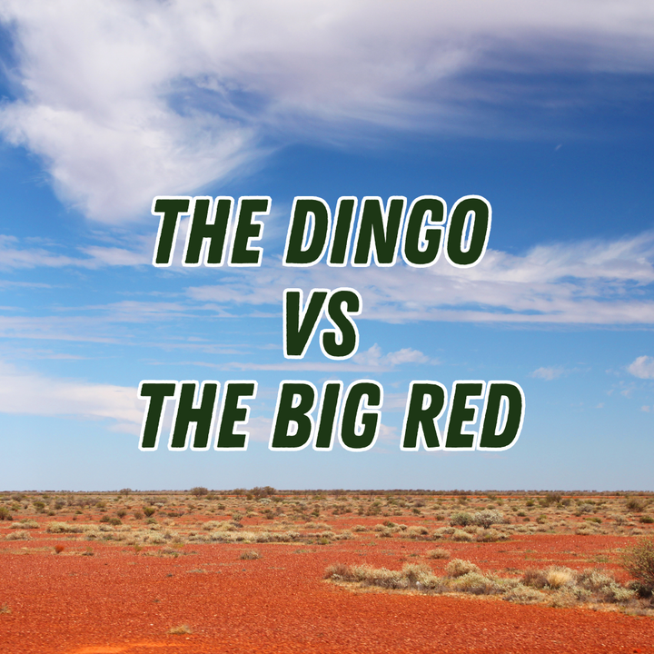 Choosing Your Culinary Companion: The Dingo vs. Big Red Knives