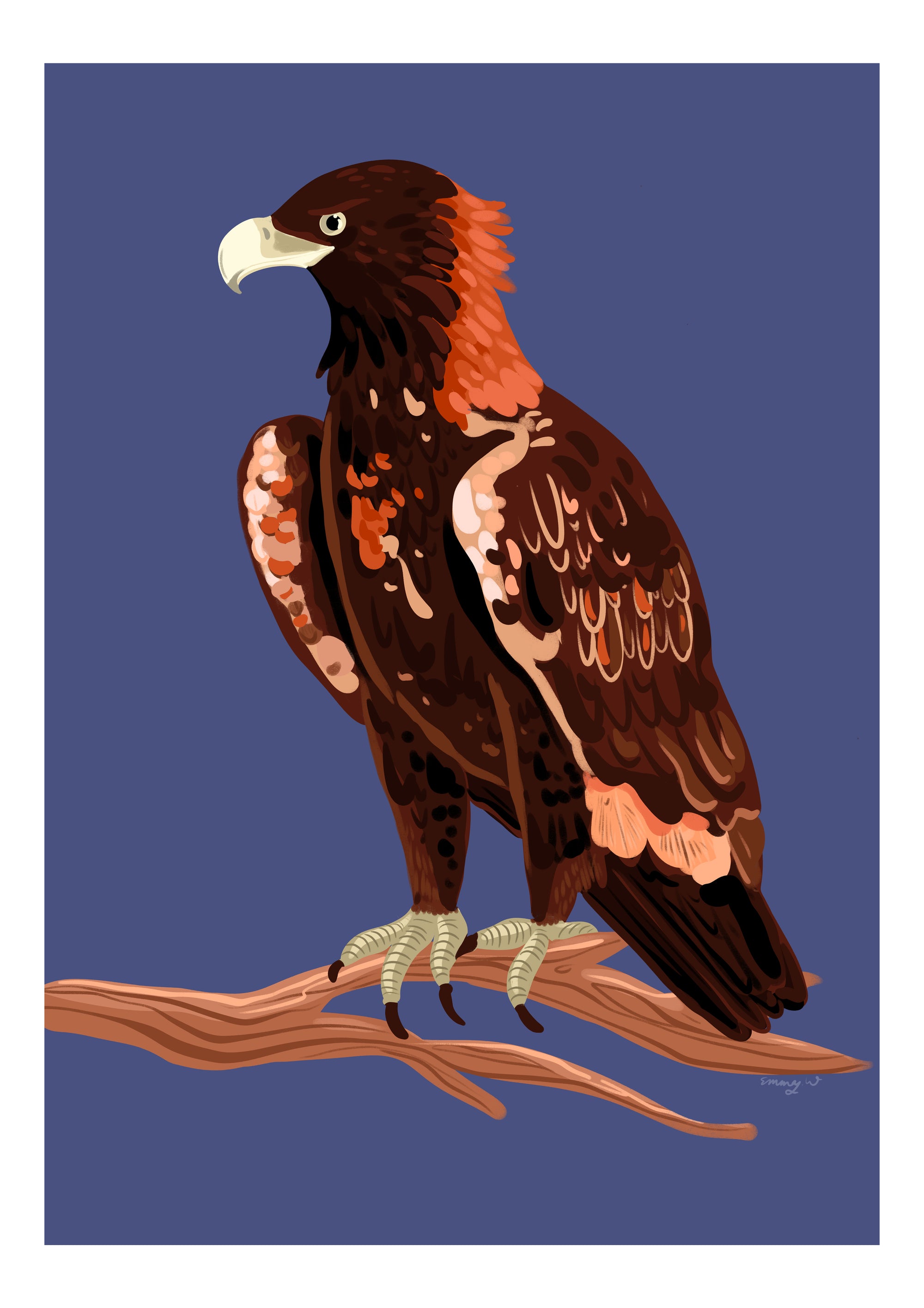 The Wedge-Tailed Eagle