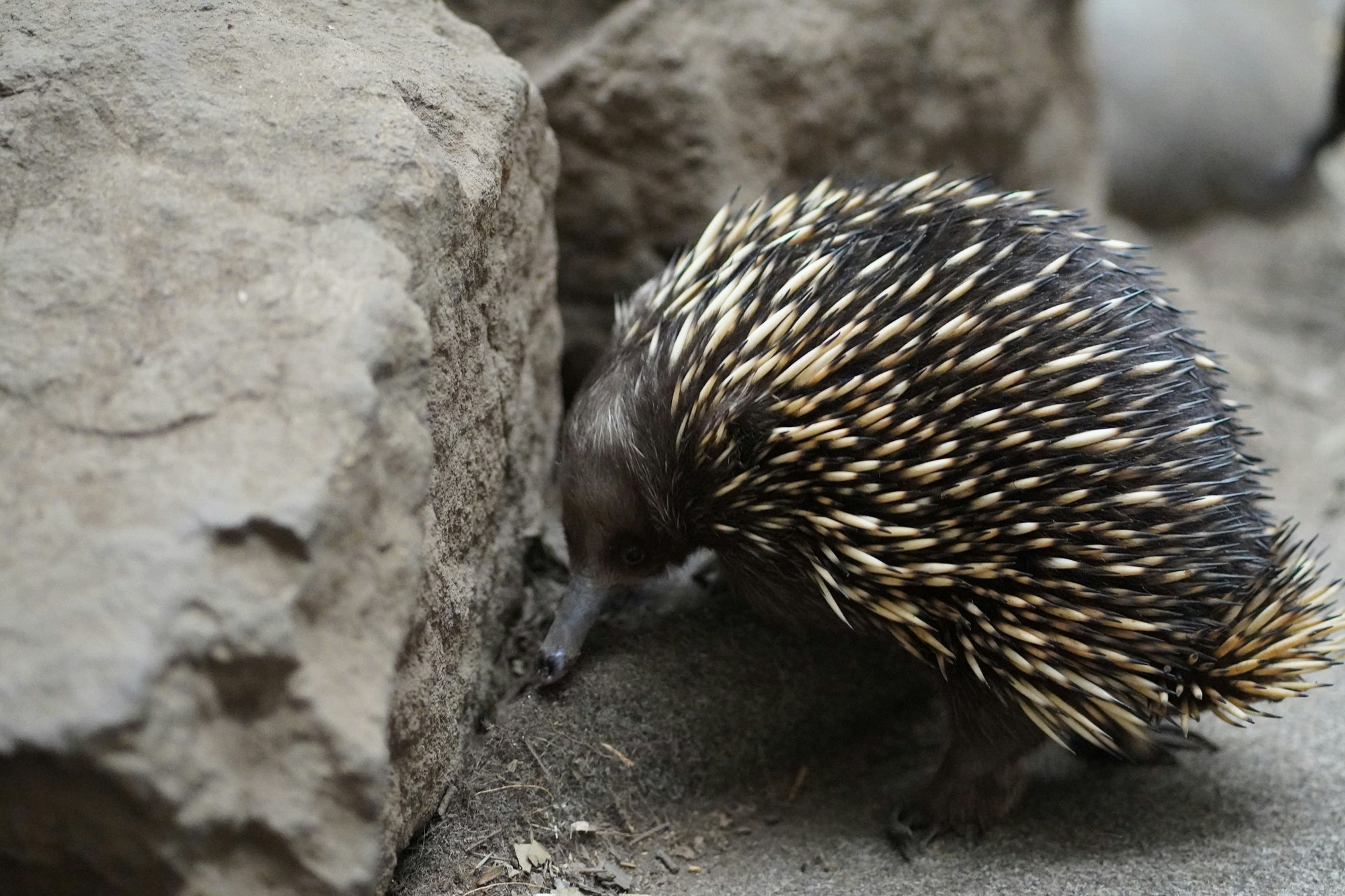 The Echidna: Australia's Remarkable Spiny Anteater