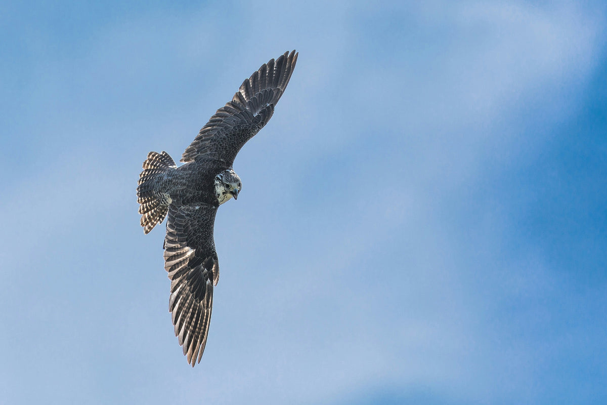 Ford — The Peregrine Falcon Knife