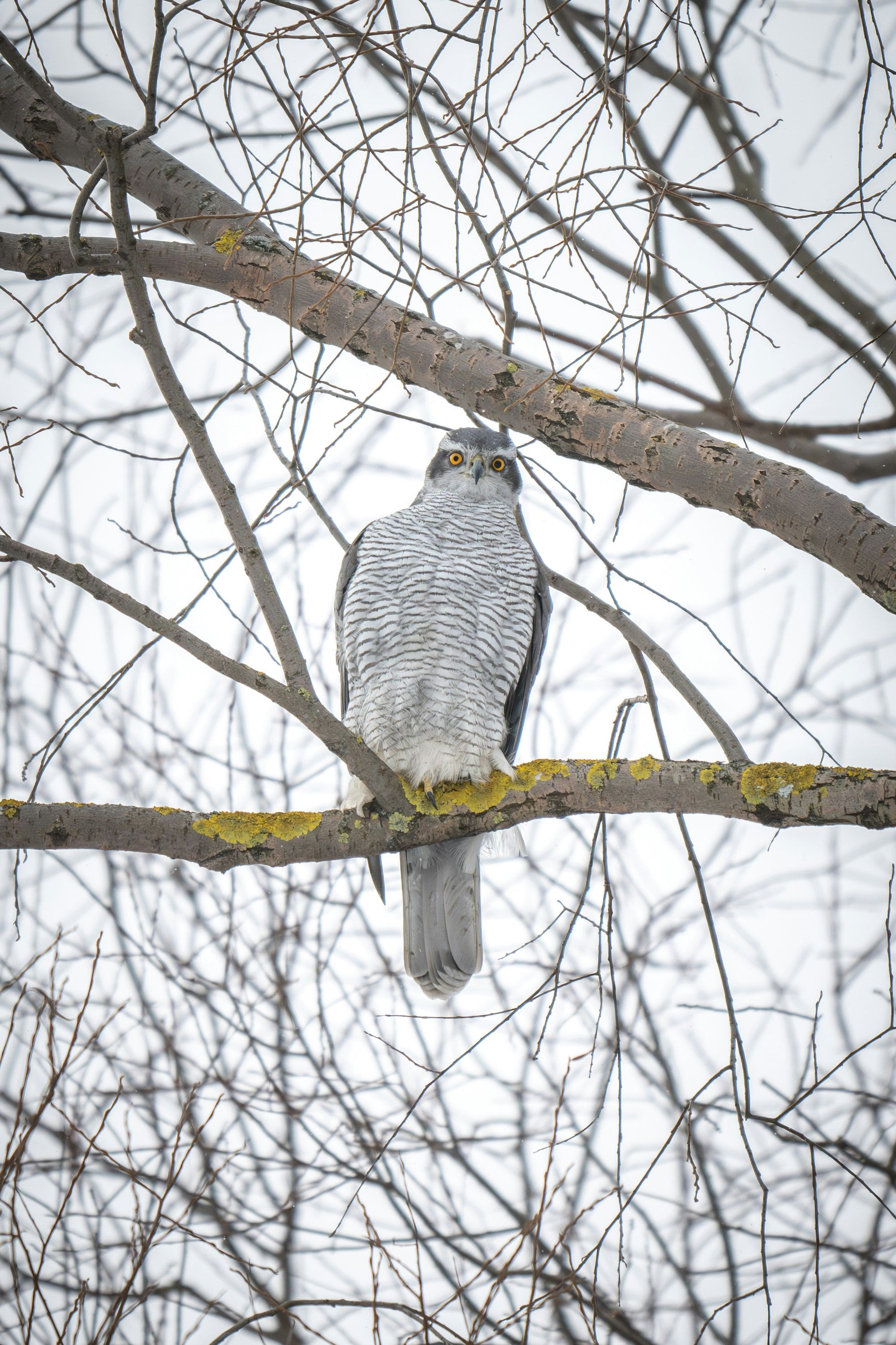 The Goshawk