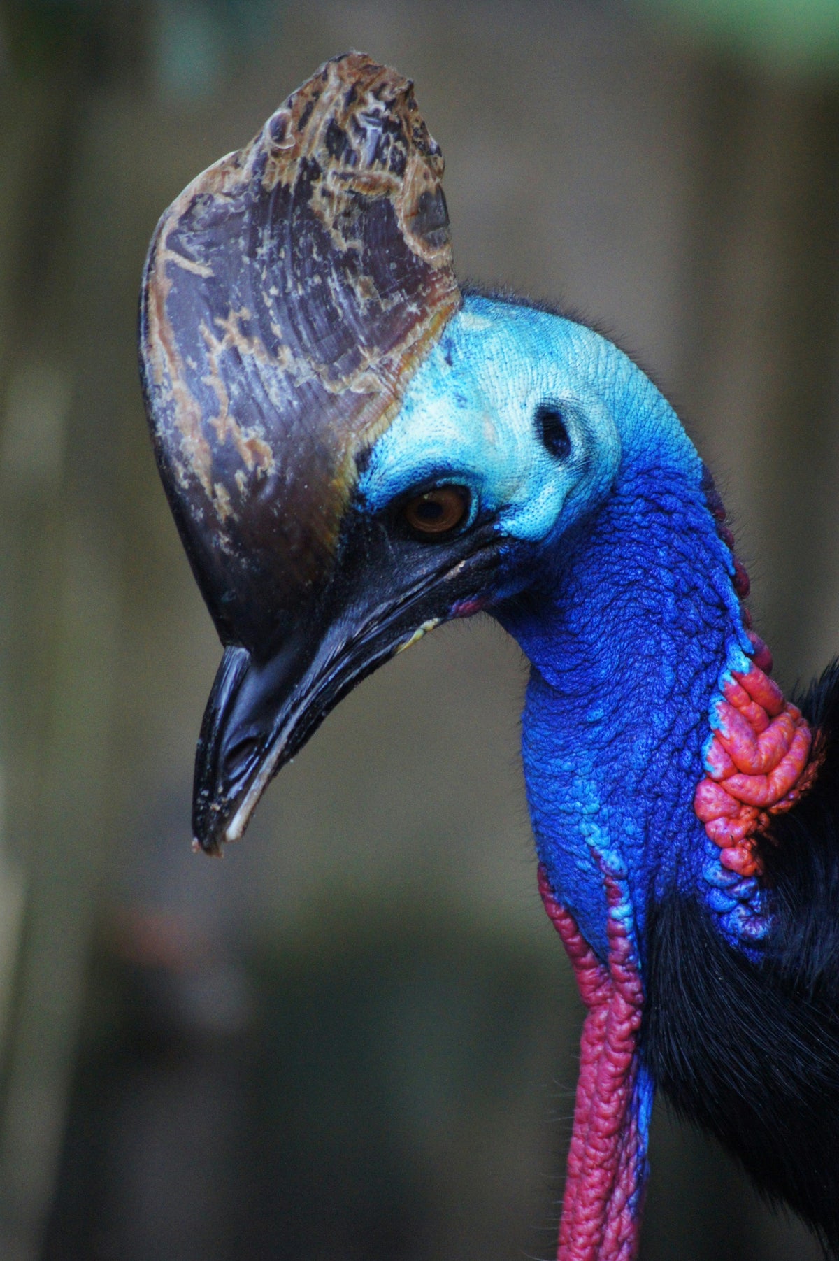 Colin — The Southern Cassowary Knife