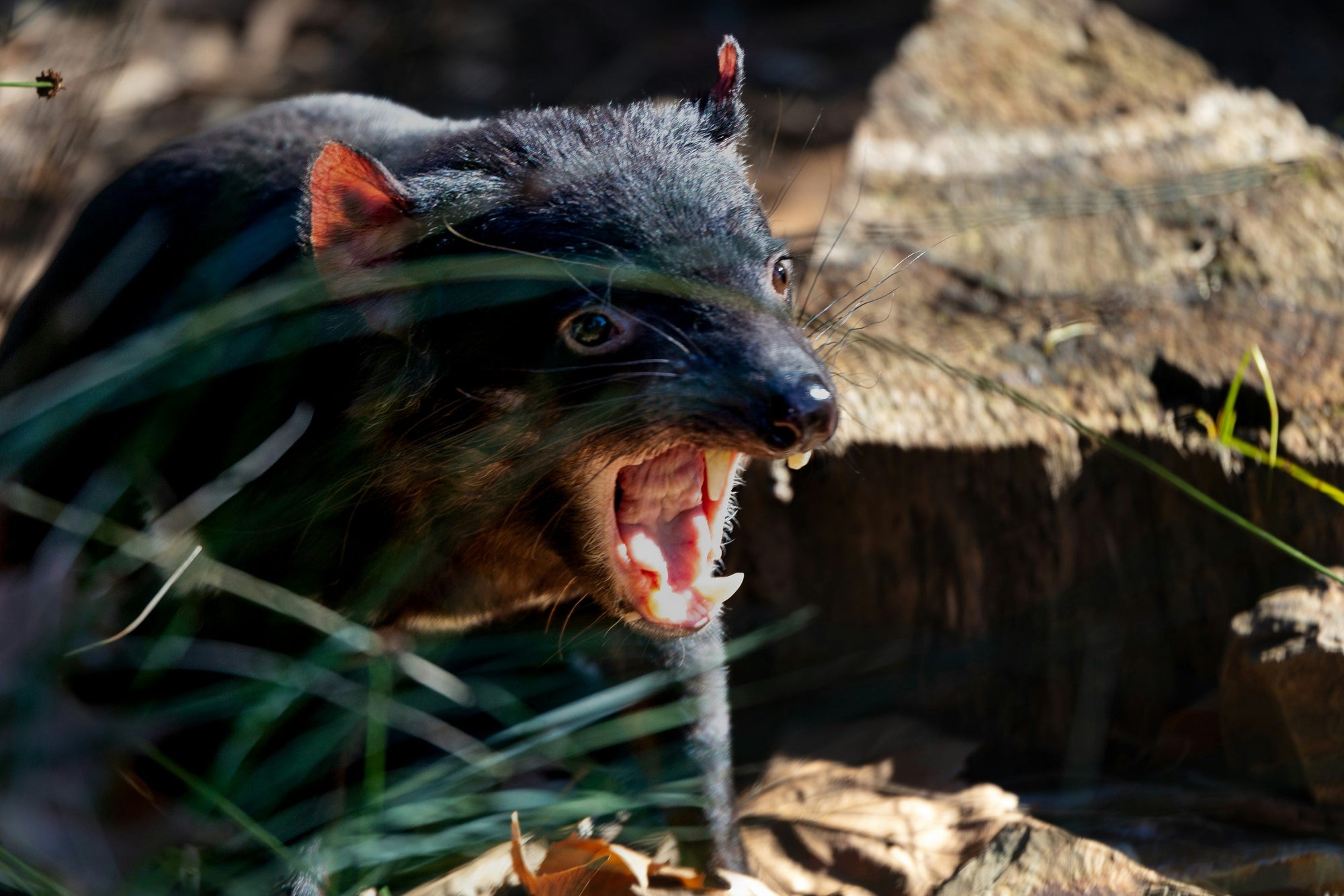 The Tassie Devil: Tasmania's Iconic Marsupial Carnivore