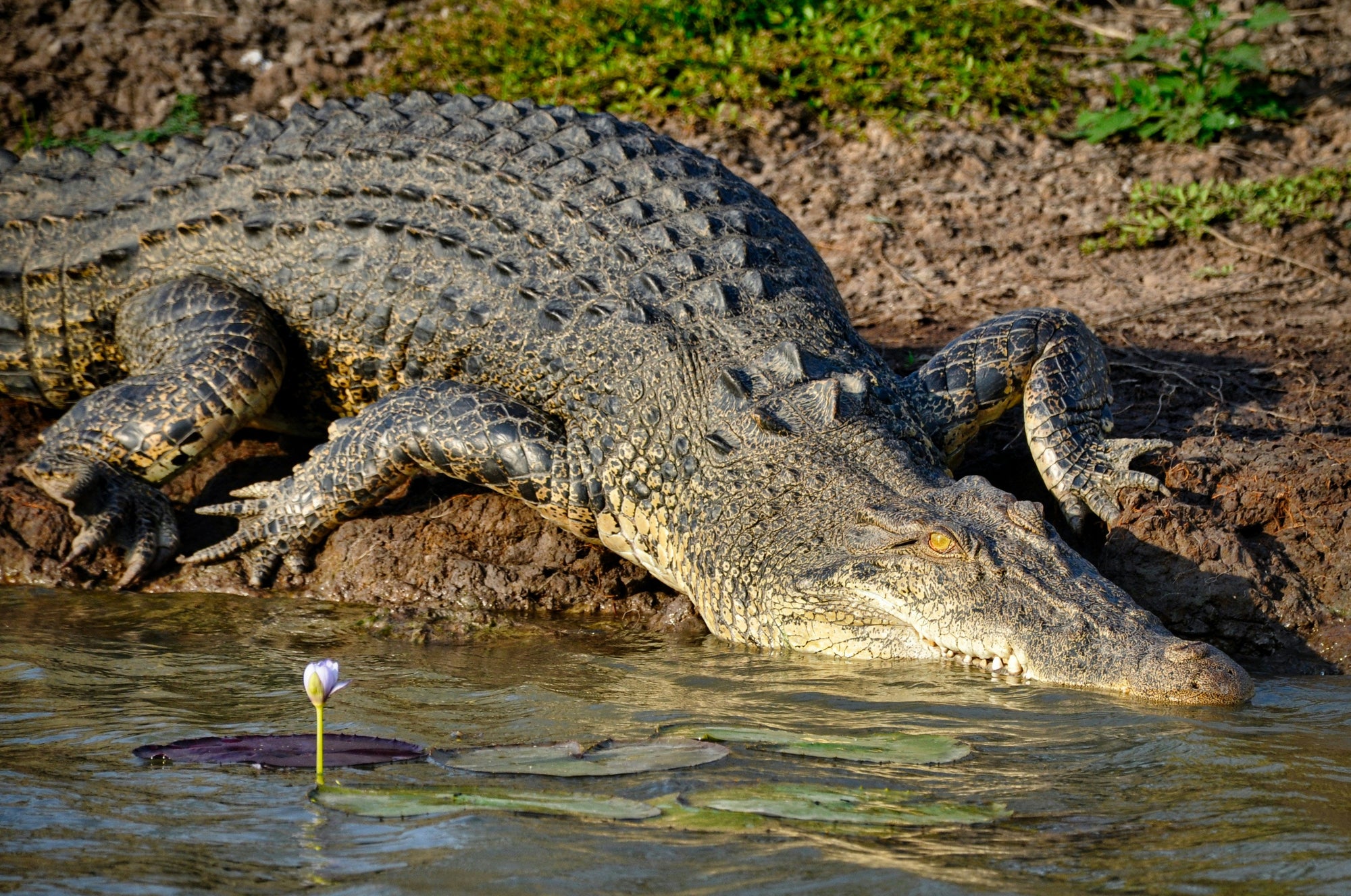 The Crocodile: An Australian Ancient Predator of the Top End