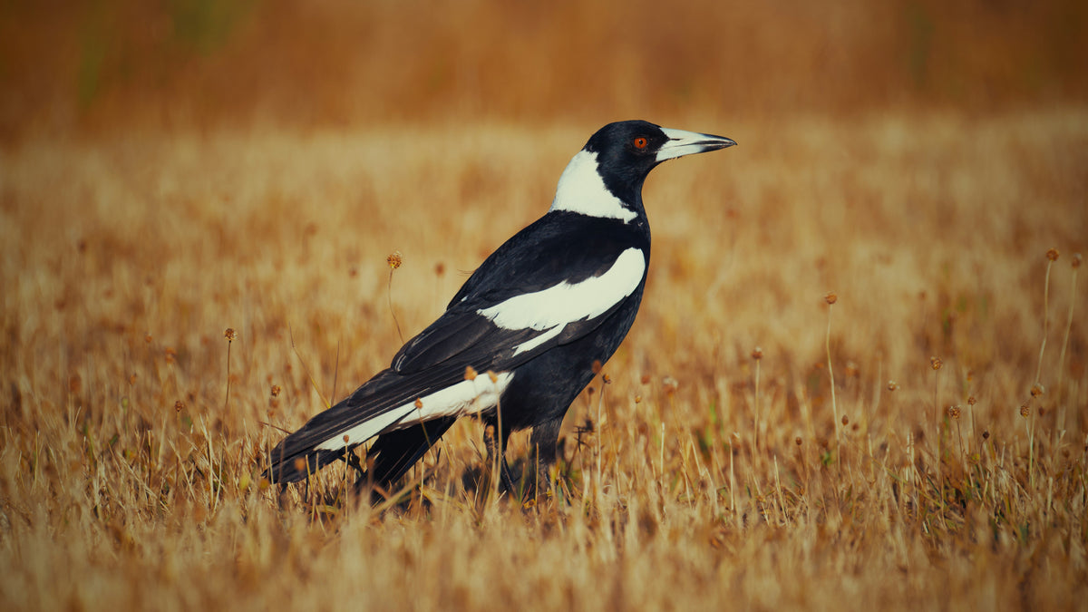 Australian magpie perched in spring, swooping season