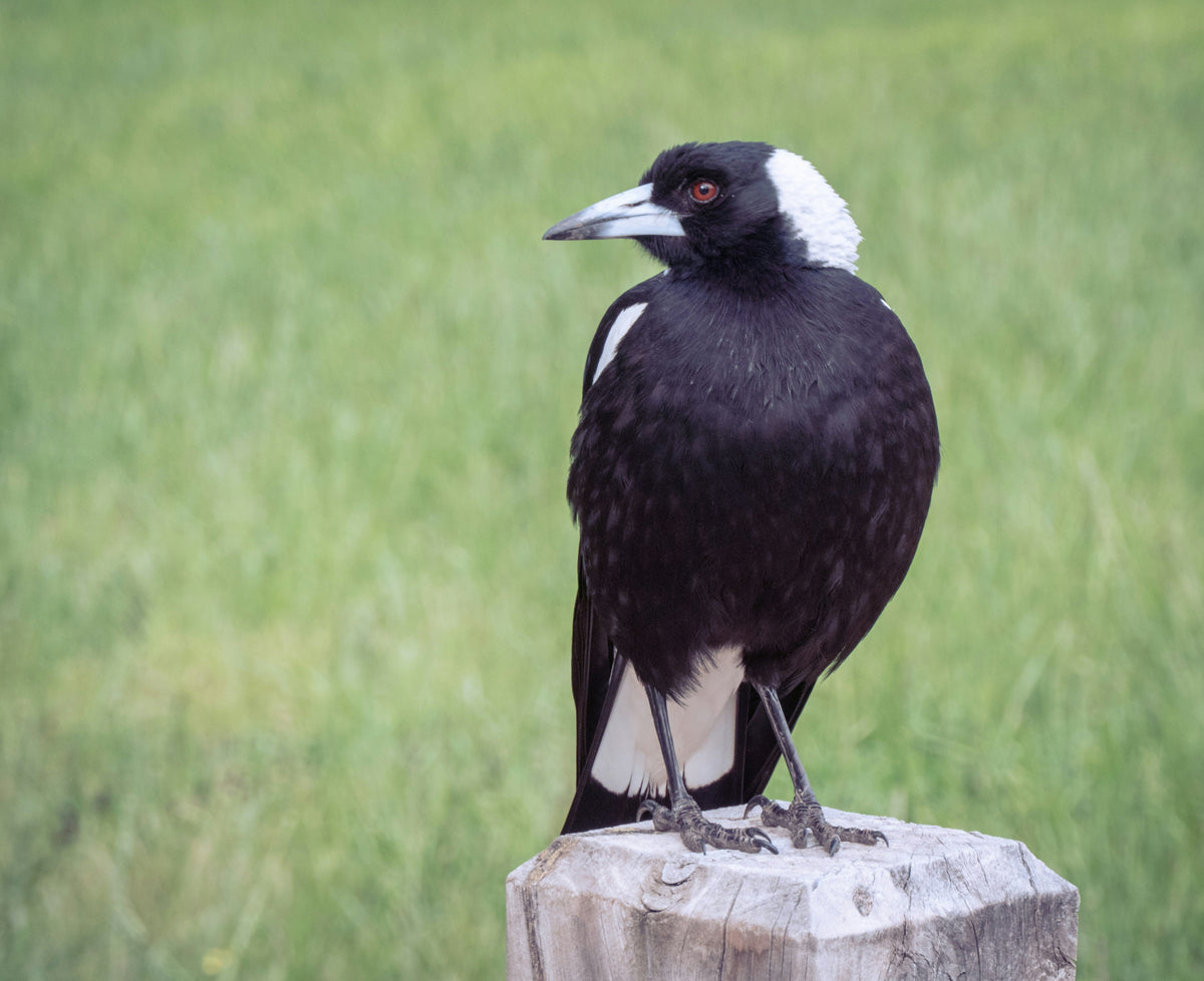 Max - The Australian Magpie Knife
