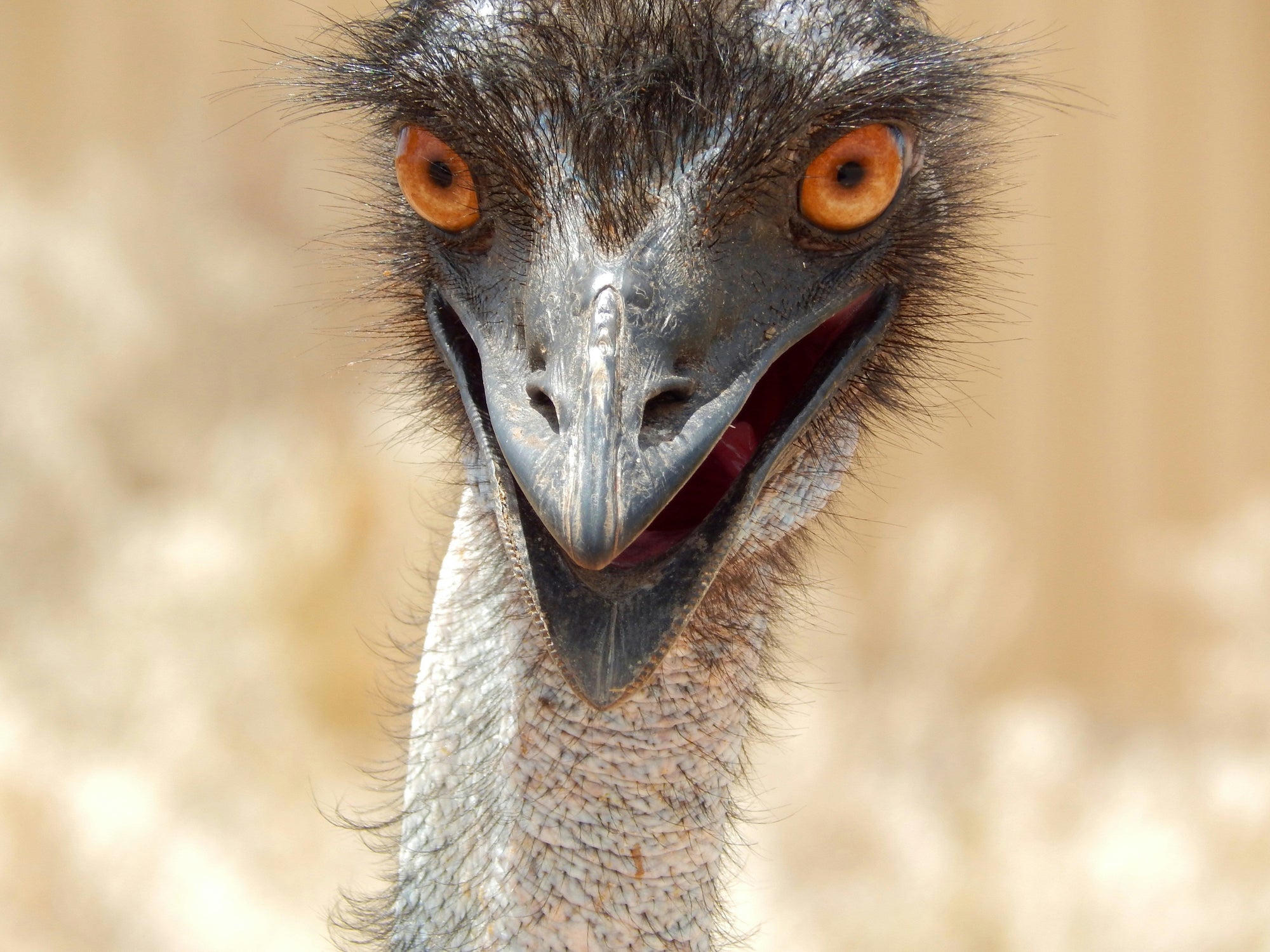 Emu | Australia's Iconic Flightless Giant