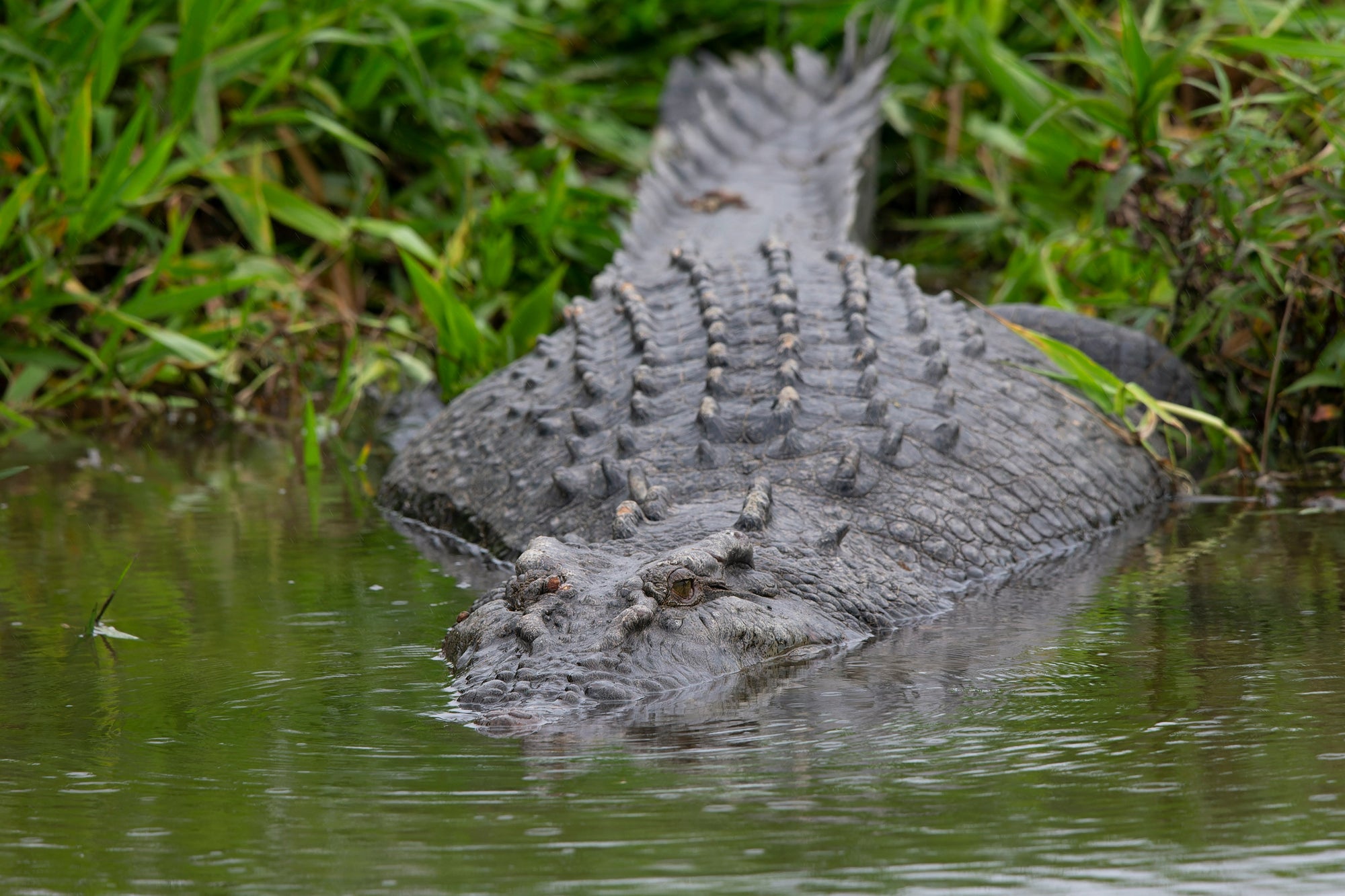 The Daintree River | Queensland's Most Famous River