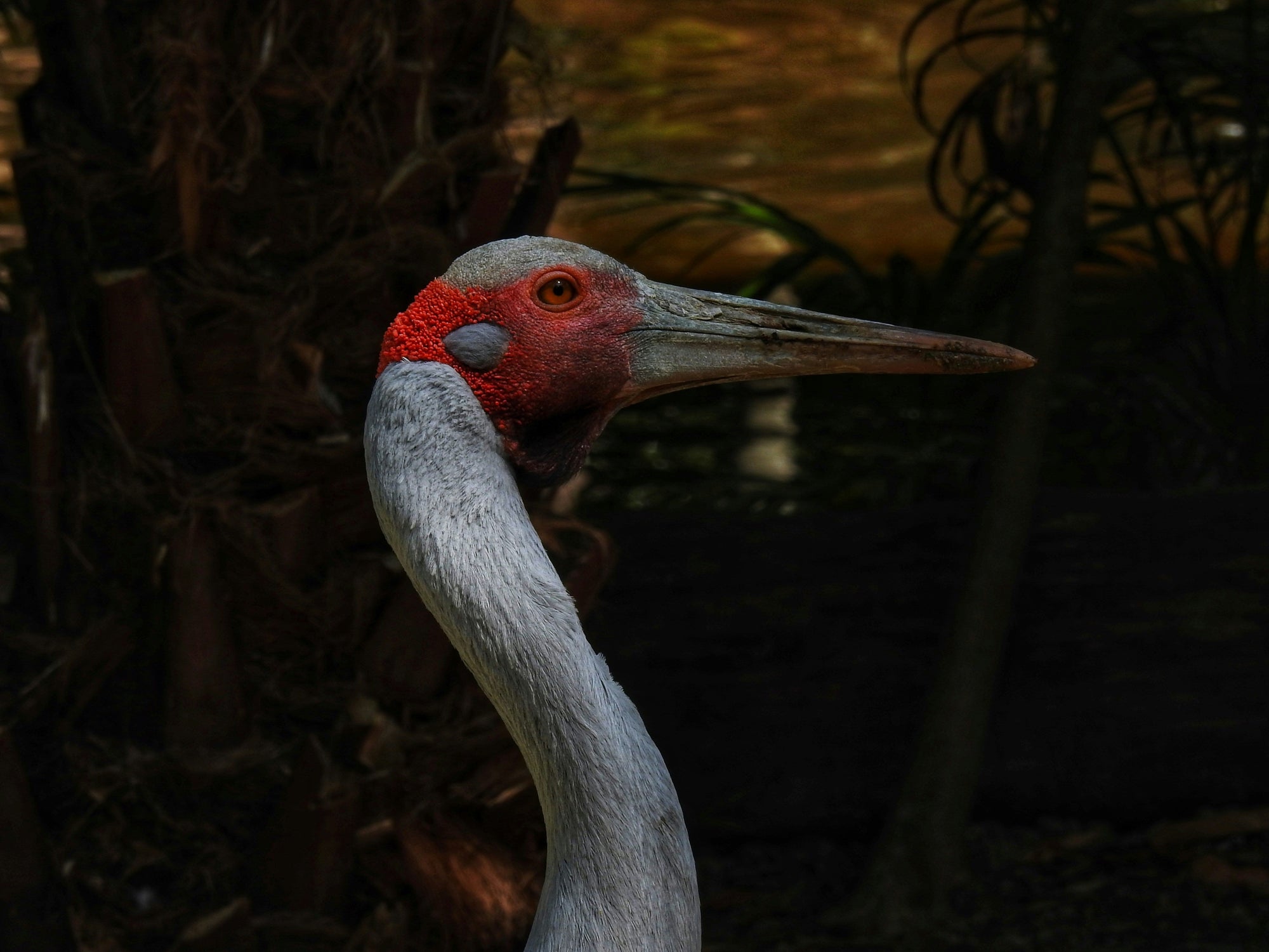 The Brolga: Australia's Magnificent Dancing Crane